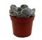 White Ghost Desert Rose Succulent - Lilacina Echeveria- 2.5" Pot